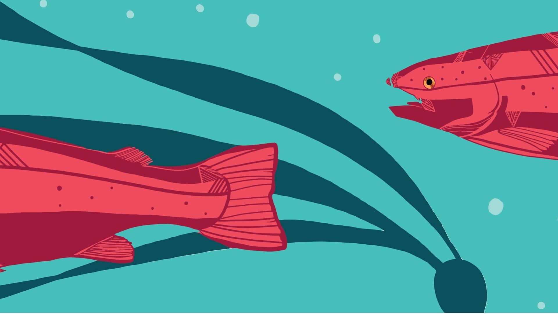 Salmon graphic by Chris Fraser
