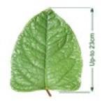 Bohemiam Knotweed leaf with measurements.
