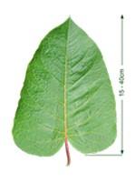 Giant Knotweed leaf with measurements.