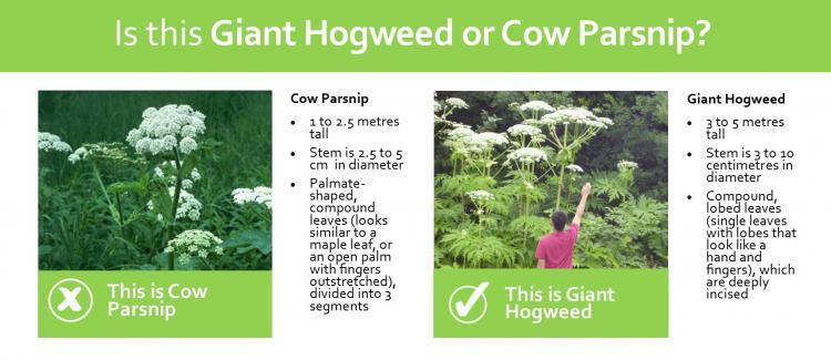Graphic detailing how to differentiate between Giant Hogweed and Cow Parsnip.