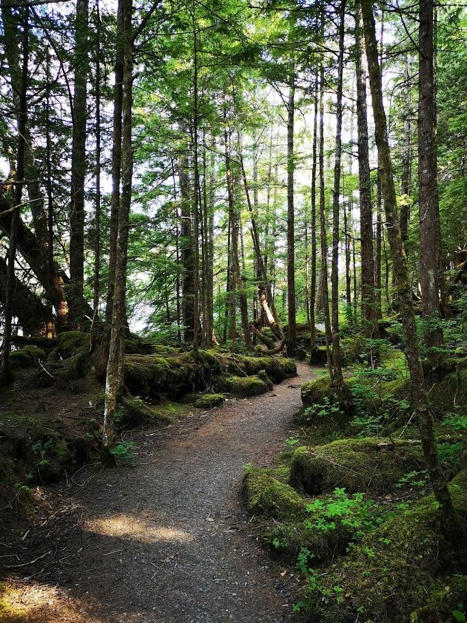 picture of pathway leading up through a tall stand of trees