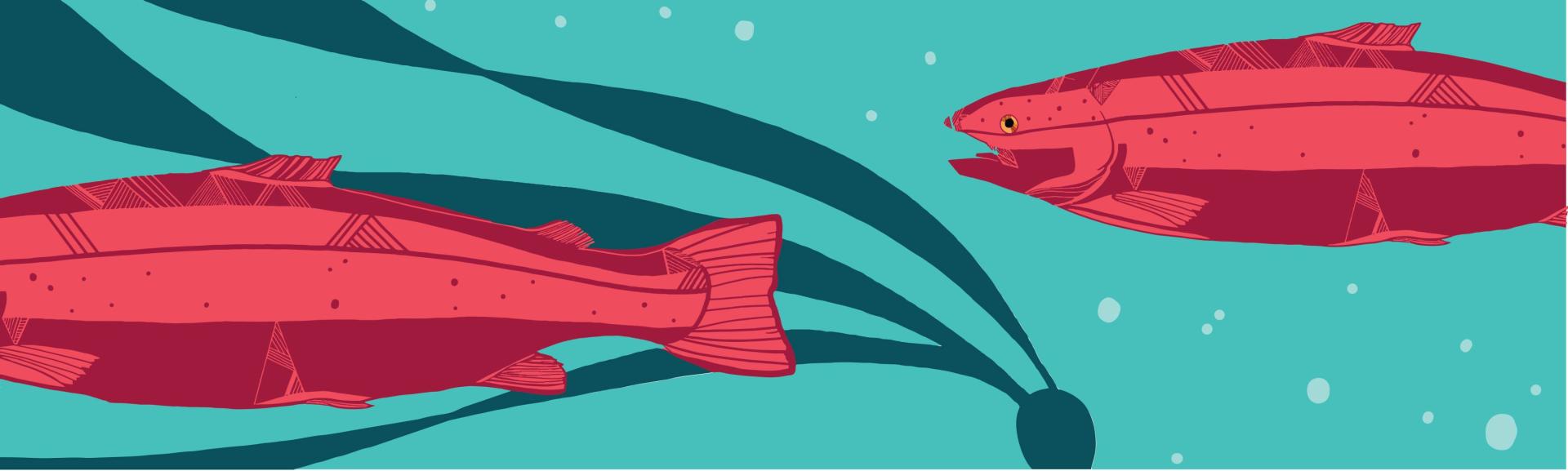 Salmon graphic by Chris Fraser